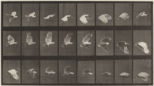 Číslo desky 758. Kakadu letící,1887 (foto) od Eadweard Muybridge