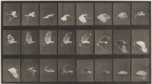 Číslo desky 758. Kakadu létající od Eadweard Muybridge