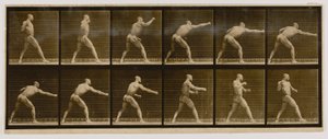 Pugilist Striking a Blow, z knihy Animal Locomotion (Pohyb zvířat) od Eadweard Muybridge