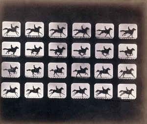 Běh (Cval) od Eadwearda J. Muybridge od Eadweard Muybridge