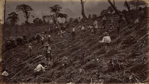 Zakládání kávové plantáže v Antigua de Guatemala, 1875, publikováno 1877 (foto) od Eadweard Muybridge