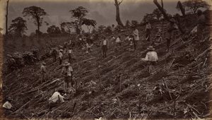 Založení kávové plantáže na Antigua de Guatemala od Eadweard Muybridge