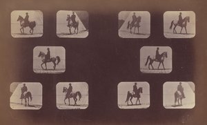 Studie foreshorteningů. Koně. Chůze. Mahomet. č. 119-120 od Eadweard Muybridge