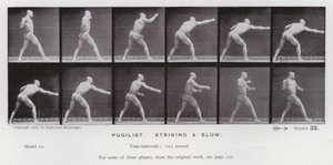 Lidská postava v pohybu: Pugilista, zasadil ránu (č/b foto) od Eadweard Muybridge