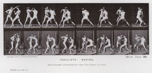 Lidská postava v pohybu: Pugilists, Box (č/b foto) od Eadweard Muybridge