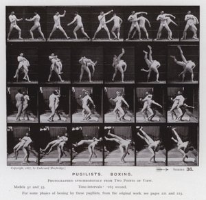 Lidská postava v pohybu: Pugilists, Box (č/b foto) od Eadweard Muybridge