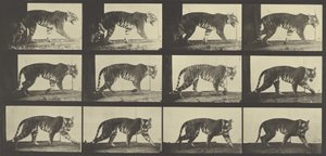 Tiger Walking, deska 729 od Animal Locomotion, 1887 od Eadweard Muybridge