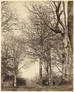 Buk královny Adelaide,1864 (foto) od Earl of Caithness