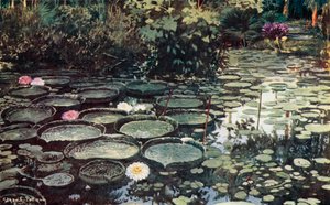 Victoria Regia (barevná lito)