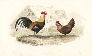 Kohout a slepice, Phasianus gallus. od Edouard (after) Travies