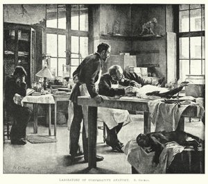 Laboratoř srovnávací anatomie (rytina) od Edouard Gelhay