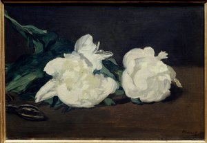 Větev bílých pivoněk a zahradní nůž Malba Edouarda Maneta (1832-1883) 1864 Rozm. 0,31 x 0,46 m. Paříž. Muzeum Orsay od Édouard Manet