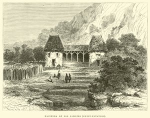 Hacienda z Los Camotes, sladké brambory od Edouard Riou