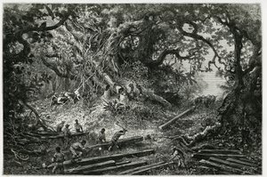 Těžba mahagonu v lesích And. Rytina od Riou pro ilustraci příběhu „Cesta do Yucatánu a země Lakandonů“ z roku 1882 od Desire Charnay (1828-1915), archeologa a fotografa. Publikováno v Tour du monde nou od Edouard Riou