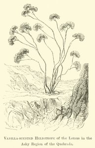 Vanilkou vonící Heliotrop z Lomas v Ashy Region Quebrada od Edouard Riou