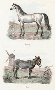 Kůň a osel – „Abeceda ilustruje zvířata“ 19. století (rytina) od Edouard Travies