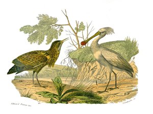 Přírodovědná tabule: Zoologická tabule zobrazující vodní ptactvo a kultirostry (s velkými, dlouhými a silnými zobáky): butor a lopatka. Deska čerpaná z devíti svazků o ptácích v knize „Dokončená díla Buffona“““, kterou napsal přírodovědec Georges Louis od Edouard Travies