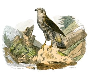 Natural History Board: Zoologická tabule představující dravce v noci. Kolem. Deska čerpaná z devíti svazků o ptácích v "" Works Complete of Buffon """, kterou napsal přírodovědec Georges Louis Leclerc, hrabě z Buffonu od Edouard Travies