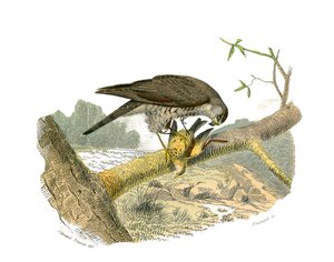 Natural History Board: Zoologická tabule představující dravce v noci. Jestřáb. Deska čerpaná z devíti svazků o ptácích v „“Works Complete of Buffon”””, kterou napsal přírodovědec Georges Louis Leclerc, hrabě z Buffonu (1707-1788) v letech 1749 až 17 od Edouard Travies