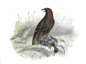Natural History Board: Zoologická tabule představující dravce v noci. Malý orel. Deska čerpaná z devíti svazků o ptácích v „“Works Complete of Buffon”””, kterou napsal přírodovědec Georges Louis Leclerc, hrabě z Buffonu (1707-1788) v letech 174 od Edouard Travies