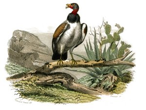 Natural History Board: Zoologická tabule představující dravce v noci. Malý sup. Deska čerpaná z devíti svazků o ptácích v „“Works Complete of Buffon”””, kterou napsal přírodovědec Georges Louis Leclerc, hrabě z Buffonu (1707-1788) mezi 1. od Edouard Travies