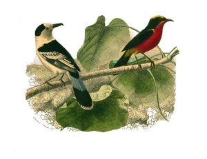 Natural History Board: Zoologická tabule představující dravce v noci. Vanga a gonolek. Deska čerpaná z devíti svazků o ptácích v "" Works Complete of Buffon """, kterou napsal přírodovědec Georges Louis Leclerc, hrabě z Buffonu od Edouard Travies