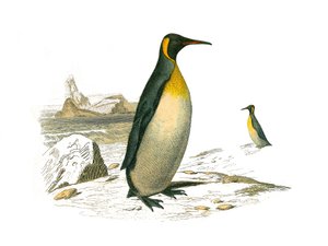 Přírodovědná tabule: Zoologická tabule představující palmy brachyptere (potápěčské ptáky). Ten velký. Deska čerpaná z devíti svazků o ptácích v knize „Dokončení Buffonových děl“““, kterou napsal přírodovědec Georges Louis Leclerc, hrabě z Buffonu (1707-178 od Edouard Travies