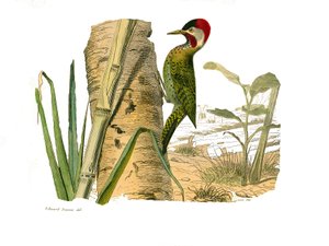Přírodovědná tabule: Zoologická tabule zastupující horolezce. Pruhovaný vrchol Cayenne. Deska nakreslená z devíti svazků o ptácích v „“ Works Complete of Buffon””” od přírodovědce Georgese Louise Leclerca, hraběte z Buffonu od Edouard Travies