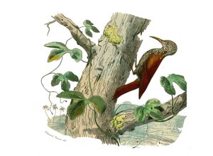 Přírodovědná tabule: Zoologická tabule zastupující horolezce. Horolezecký vrchol. Deska čerpaná z devíti svazků o ptácích v knize „Dokončená díla Buffona“““, kterou napsal přírodovědec Georges Louis Leclerc, hrabě z Buffonu (1707-1788) v letech 1749 až 178 od Edouard Travies