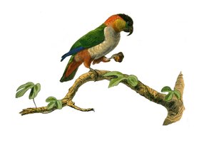 Přírodovědná tabule: Zoologická tabule zastupující horolezce. Maipouri. Deska čerpaná z devíti svazků o ptácích v "" Works Complete of Buffon """, kterou napsal přírodovědec Georges Louis Leclerc, hrabě z Buffonu od Edouard Travies