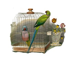 Přírodovědná tabule: Zoologická tabule zastupující horolezce. Andulka má kníry a andulka růžový náhrdelník. Deska čerpaná z devíti svazků o ptácích v „Works Complete of Buffon“, kterou napsal přírodovědec Georges Louis Leclerc, hrabě z B od Edouard Travies