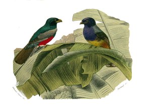 Přírodovědná tabule: Zoologická tabule zastupující horolezce. Červené břicho a žluté břicho. Deska čerpaná z devíti svazků o ptácích v "" Works Complete of Buffon """, kterou napsal přírodovědec Georges Louis Leclerc, hrabě z Buffonu (1707-1788) mezi od Edouard Travies