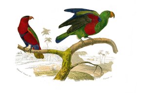 Přírodovědná tabule: Zoologická tabule zastupující horolezce. Lori tricolor a papoušek zelený. Deska čerpaná z devíti svazků o ptácích v knize „Dokončená díla Buffona“““, kterou napsal přírodovědec Georges Louis Leclerc, hrabě z Buffonu (1707-1788). od Edouard Travies
