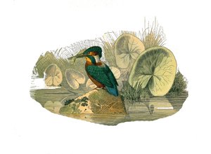 Přírodovědná tabule: Zoologická tabule představující syndaktylní pěvce (mají dva nebo více sodových prstů pohromadě). Ledňáček říční. Deska čerpaná z devíti svazků o ptácích v "" Works complete of Buffon """, kterou napsal přírodovědec Georges Louis Lecler od Edouard Travies