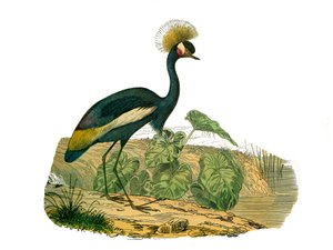 Přírodovědná tabule: Zoologická tabule představující vodní ptactvo a kultirostní bahňáky od Edouard Travies