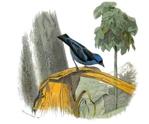 Přírodovědná deska: Zoologická tabule představující pěvce zubaře (s echankrem). Modrá jáma. Deska čerpaná z devíti svazků o ptácích v knize „Dokončená díla Buffona“““, kterou napsal přírodovědec Georges Louis Leclerc, hrabě z Buffonu (1707- od Edouard Travies