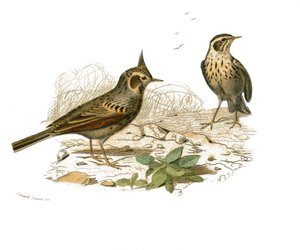Přírodovědná deska: Zoologická tabule představující pěvce zubaře (s echankrem). Cochevis a skřivan bahenní. Deska čerpaná z devíti svazků o ptácích v "" Works complete of Buffon """, kterou napsal přírodovědec Georges Louis Leclerc, hrabě od Edouard Travies