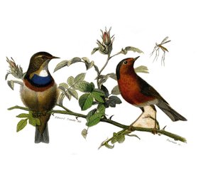 Natural History Tale: Zoologická tabule představující dentirostrózní pěvci od Edouard Travies