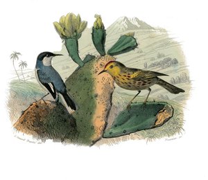 Natural History Tale: Zoologická tabule představující dentirostrózní pěvci od Edouard Travies