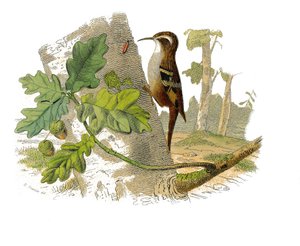 Natural History Tale: Zoologická tabule představující dentirostrózní pěvci od Edouard Travies