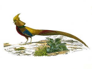 Přírodovědná deska: Zoologická tabule představující galinace: bažanta čínského. Deska čerpaná z devíti svazků o ptácích v „“Works Complete of Buffon”””, kterou napsal přírodovědec Georges Louis Leclerc, hrabě z Buffonu (1707-1788) v letech 1749 a od Edouard Travies