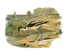 Natural History Plate: Zoologická tabule představující longirostrosní bahňáky od Edouard Travies