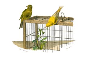 Přírodovědná tabule: Zoologická tabule představující konirostózní pěvce (kónický zobák). Kanárské ostrovy. Deska čerpaná z devíti svazků o ptácích v "" Works Complete of Buffon """, kterou napsal přírodovědec Georges Louis Leclerc, hrabě z Buffonu (1707 od Edouard Travies