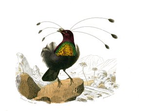 Přírodovědná tabule: Zoologická tabule představující konirostózní pěvce (kónický zobák). Sifilet. Deska čerpaná z devíti svazků o ptácích v "" Works Complete of Buffon """, kterou napsal přírodovědec Georges Louis Leclerc, hrabě z Buffonu (1707-1788) od Edouard Travies