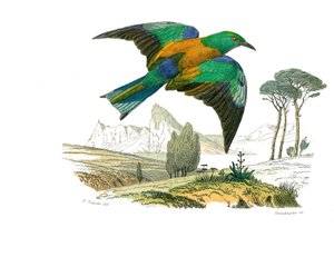 Přírodovědná tabule: Zoologická tabule představující konirostózní pěvce (kónický zobák). The Rollier of Europe. Deska čerpaná z devíti svazků o ptácích v "" Works complete of Buffon """, kterou napsal přírodovědec Georges Louis Leclerc, hrabě z Buffonu (1 od Edouard Travies