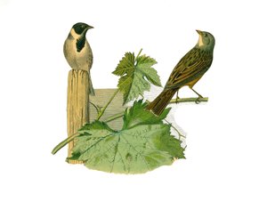 Přírodovědná tabule: Zoologická tabule představující konirostózní pěvce (kónický zobák). Ortolan rákosový a ortolan. Deska čerpaná z devíti svazků o ptácích v "" Works Complete of Buffon """, kterou napsal přírodovědec Georges Louis Leclerc, hrabě z Buffon od Edouard Travies