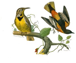 Přírodovědná tabule: Zoologická tabule představující konirostózní pěvce (kónický zobák). Špaček z Louisiany a Baltimoru. Deska čerpaná z devíti svazků o ptácích v "" Works complete of Buffon """, kterou napsal přírodovědec Georges Louis Lecle od Edouard Travies