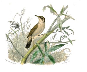 Přírodovědná tabule: Zoologická tabule představující konirostózní pěvce (kónický zobák). Zrzka. Deska čerpaná z devíti svazků o ptácích v "" Works Complete of Buffon """, kterou napsal přírodovědec Georges Louis Leclerc, hrabě z Buffonu (1707-1788) od Edouard Travies