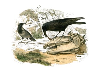 Přírodovědná tabule: Zoologická tabule představující konirostózní pěvce (kónický zobák). Havran. Deska čerpaná z devíti svazků o ptácích v "" Works Complete of Buffon """, kterou napsal přírodovědec Georges Louis Leclerc, hrabě z Buffonu (1707-1788). od Edouard Travies