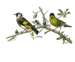 Přírodovědná tabule: Zoologická tabule představující jehličnaté pěvce od Edouard Travies